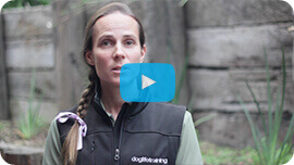 Dog Life Training Dog Life Training